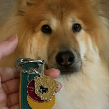 eurasier braun.jpg